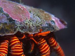 Stripey socks hermit crab with a bit of a depth of field ... by Alex Tattersall 